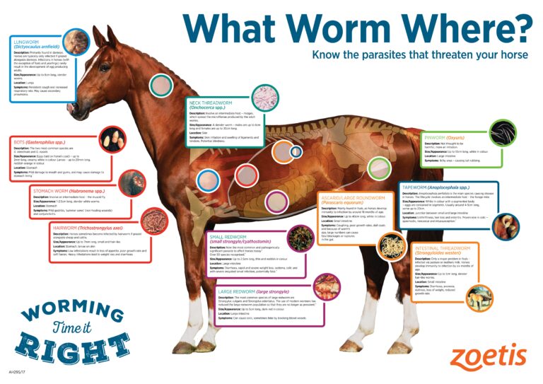 50 Printable Horse Worming Schedule 23