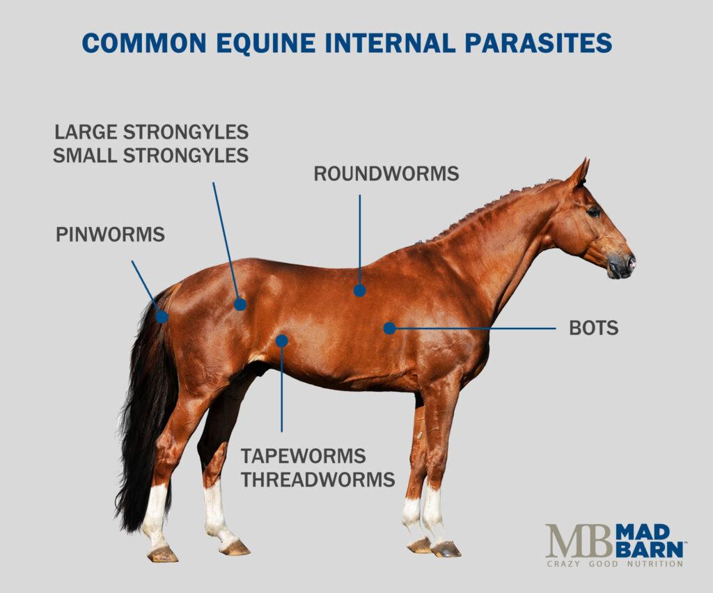 50 Printable Horse Worming Schedule 43