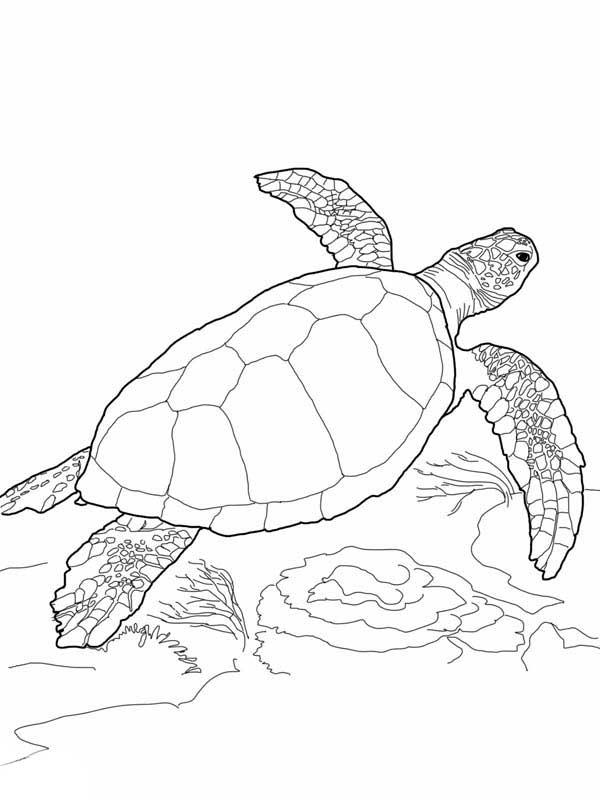 Save 60 Realistic Sea Turtle Coloring Page Ideas 1