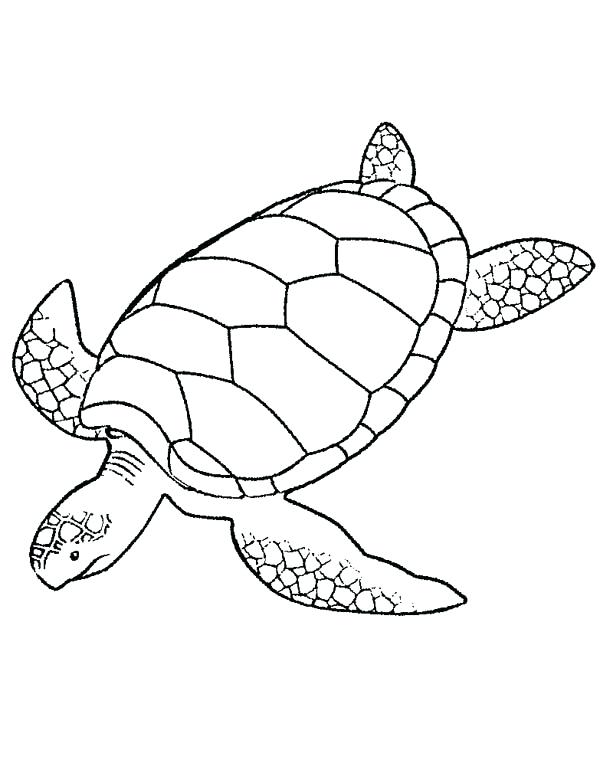Save 60 Realistic Sea Turtle Coloring Page Ideas 22