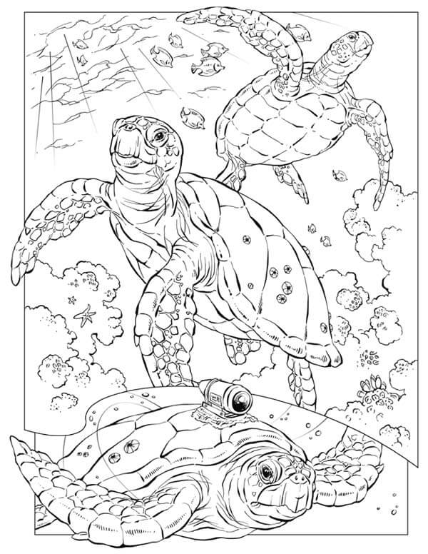 Save 60 Realistic Sea Turtle Coloring Page Ideas 25