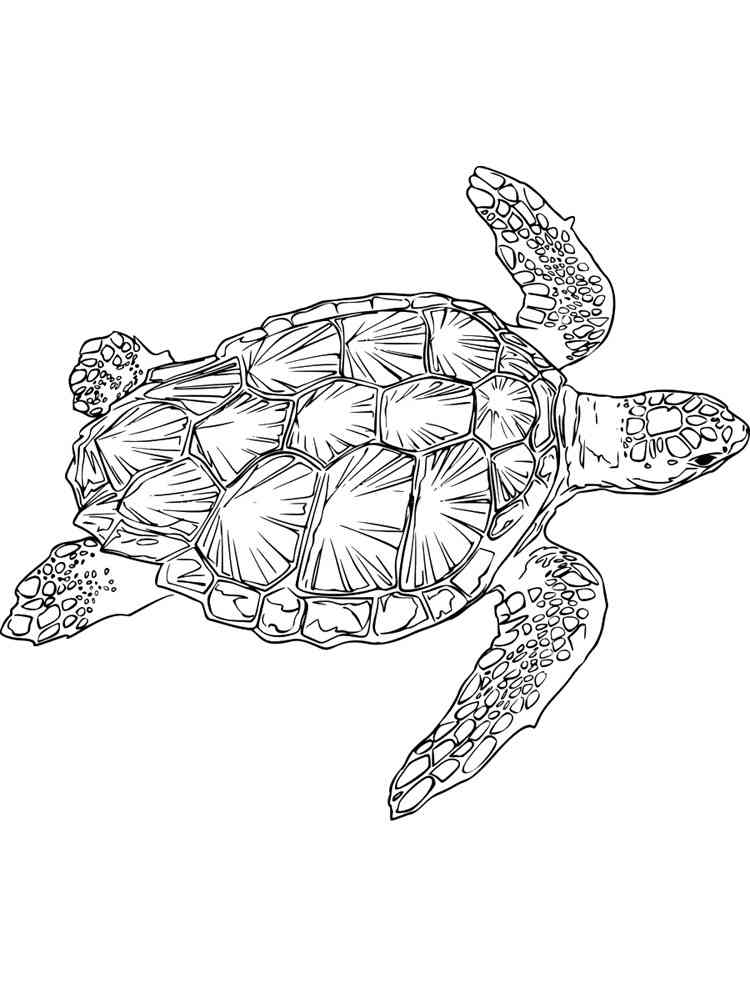Save 60 Realistic Sea Turtle Coloring Page Ideas 28