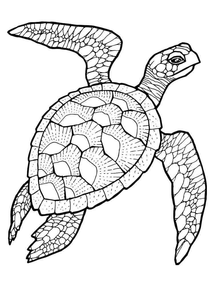 Save 60 Realistic Sea Turtle Coloring Page Ideas 56